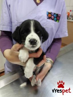 Ράτσα: Μπίγκλ - Beagle | Ηλικία: 2 μηνών | Φύλο: Αρσενικό | Αρ. Microchip: 447851000000111 | Ημίαιμο | Περιοχή: Αγιά, Θεσσαλία